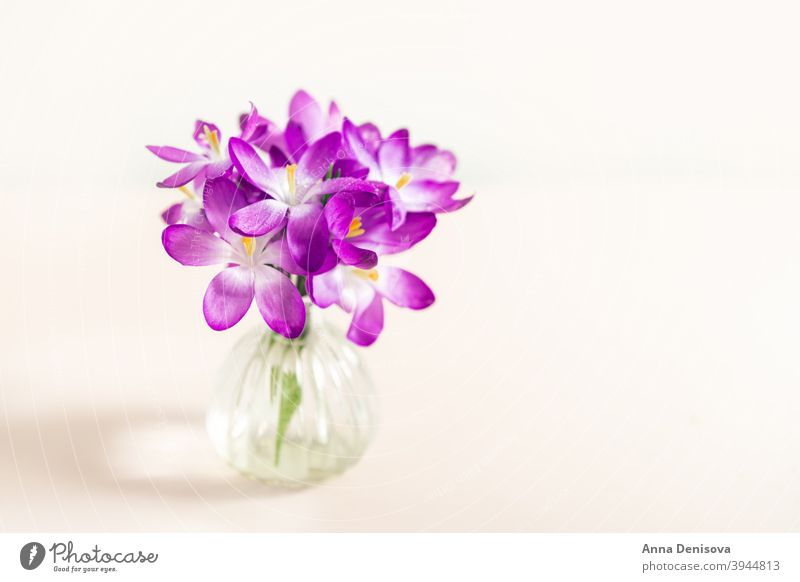 Layout from crocus flowers march spring bloom purple springtime botanical happiness april beautiful leaf spring crocus floral violet spring flower crocuses