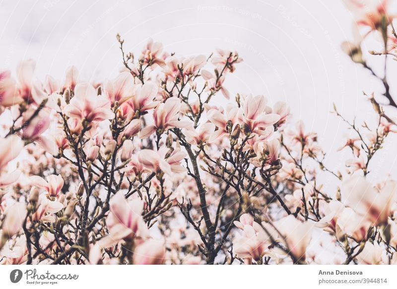 Magnolia Tree during Springtime flower Beautifull Bush Light Pink Bench Path Blooming English Garden UK Park Petal Branch Nature Bud Sunny Day Outdoor Sunlight