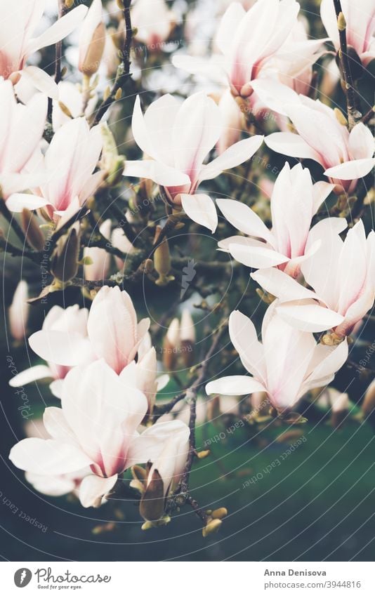 Magnolia Tree during Springtime flower Beautifull Bush Light Pink Bench Path Blooming English Garden UK Park Petal Branch Nature Bud Sunny Day Outdoor Sunlight