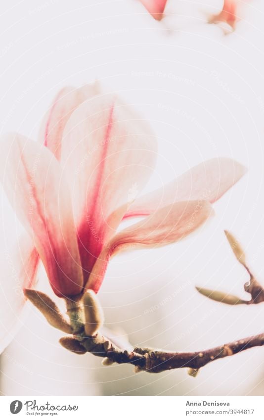 Magnolia Tree during Springtime flower Beautifull Bush Light Pink Bench Path Blooming English Garden UK Park Petal Branch Nature Bud Sunny Day Outdoor Sunlight