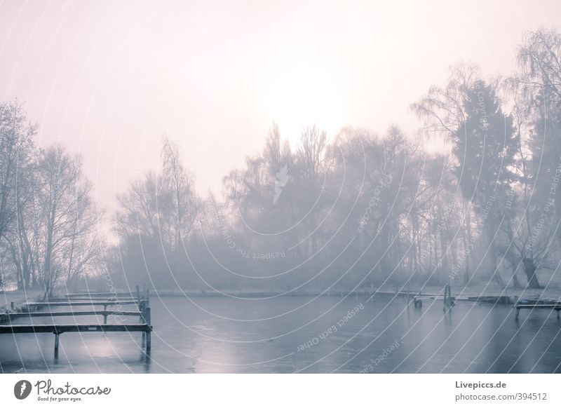 Müritz lake park Environment Nature Landscape Plant Water Sky Clouds Sun Sunrise Sunset Sunlight Winter Beautiful weather Fog Ice Frost Tree Leaf Wild plant