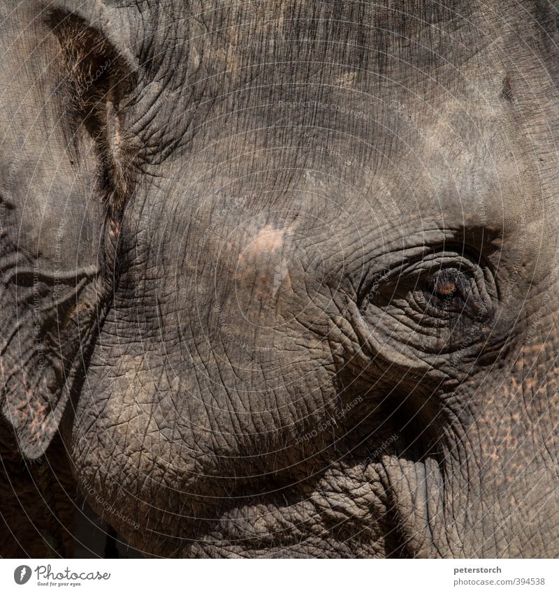 elephant Vacation & Travel Far-off places Animal Animal face Elephant 1 Power Peaceful Watchfulness Serene Calm Smart Adventure Colour photo Exterior shot