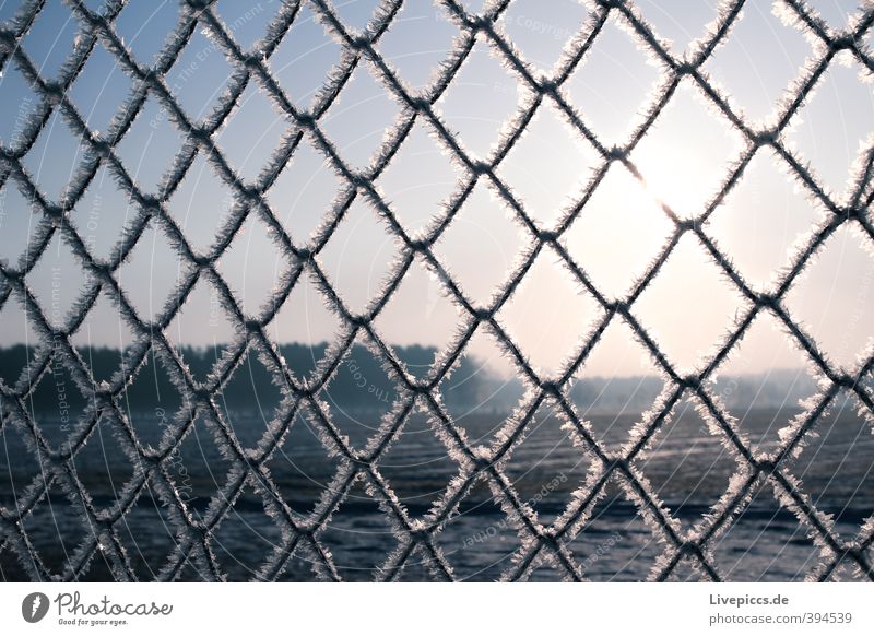 there fence Environment Nature Landscape Sky Cloudless sky Sun Sunrise Sunset Sunlight Winter Beautiful weather Ice Frost Plant Tree Wild plant Field Forest