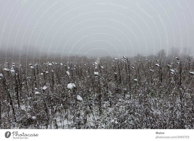 First snow on a field with sunflowers ice cream Frost cold Winter landscape abstract autumn background beautiful beauty bright brown clouds color colorful copy