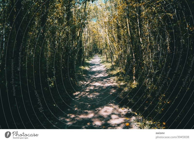 wooded path around lake banyoles, spain gerona catalonia peace serenity spot ecosystem herbs way highway outside relax scrub trail nature green foliage grass