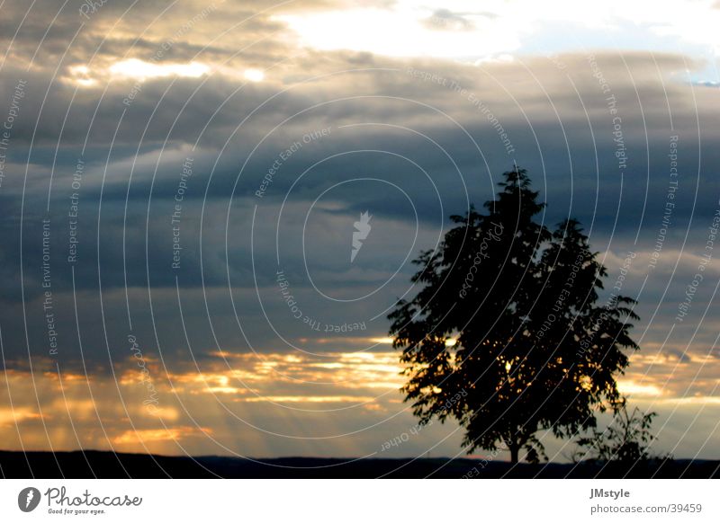 beautiful sunset Sunset Clouds Tree Dark Field Lighting Nature Landscape