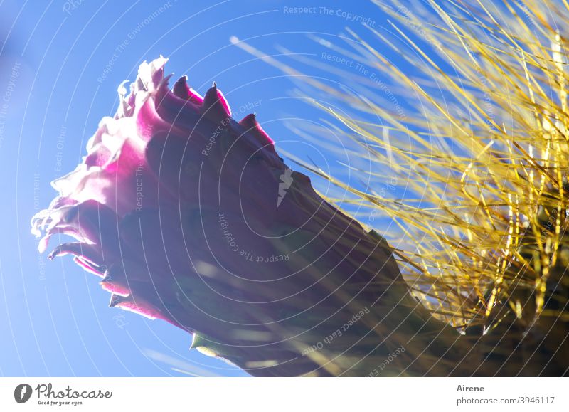 Flower cactus Blossom Cactus Candelabra cactus pink Large prickles thorny prickly Sky outdoors Hot Climate Cactus Flower Funnel Throat Trap cute aridity