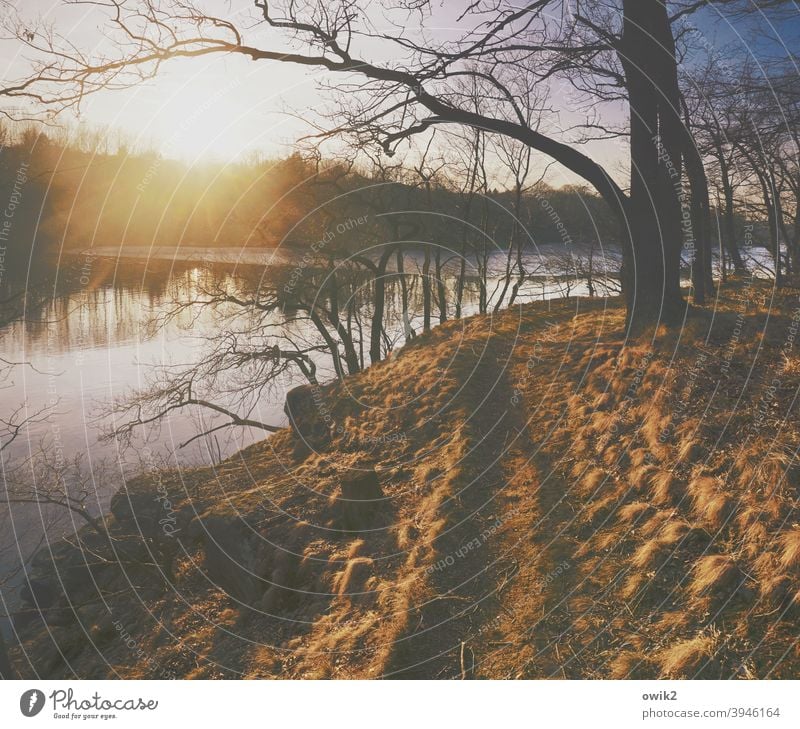 Get away Forest Lanes & trails Lakeside Illuminate Multicoloured Idyll Glittering Bright Bushes Grass Tree Beautiful weather Weather Climate Horizon Sky Earth