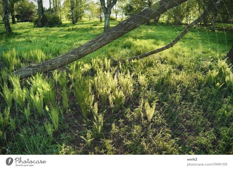 Green Day Landscape Nature Environment Plant Tree Warmth Grass Bushes Tree trunk Beautiful weather Multicoloured Colour photo Deserted Exterior shot Sunlight