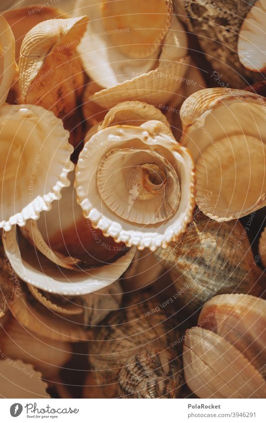 #A0# collected many shells Mussel Mussel shell seashells Shell-shaped shellfinder shell collect Shells in the background Ocean coast