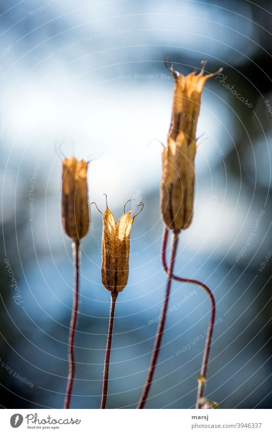 dead | The inner glow of the seed pods of the columbine Aquilegia Aquilegia vulgaris matured age Plant Change Faded Old Transience To dry up Shriveled Decline