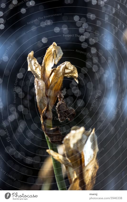 Second flower of an iris behind dewdrops Iridaceae Faded Plant Change Old Autumn Transience speckled light points Subdued colour To dry up