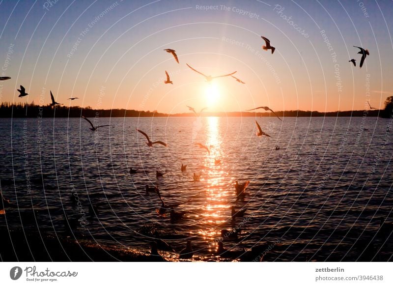 Lake Tegel with seagulls in front of the setting sun Trip Berlin Inland waters Twilight Back-light greenwichpromenade Channel Seagull Sun Sunset spazirgang