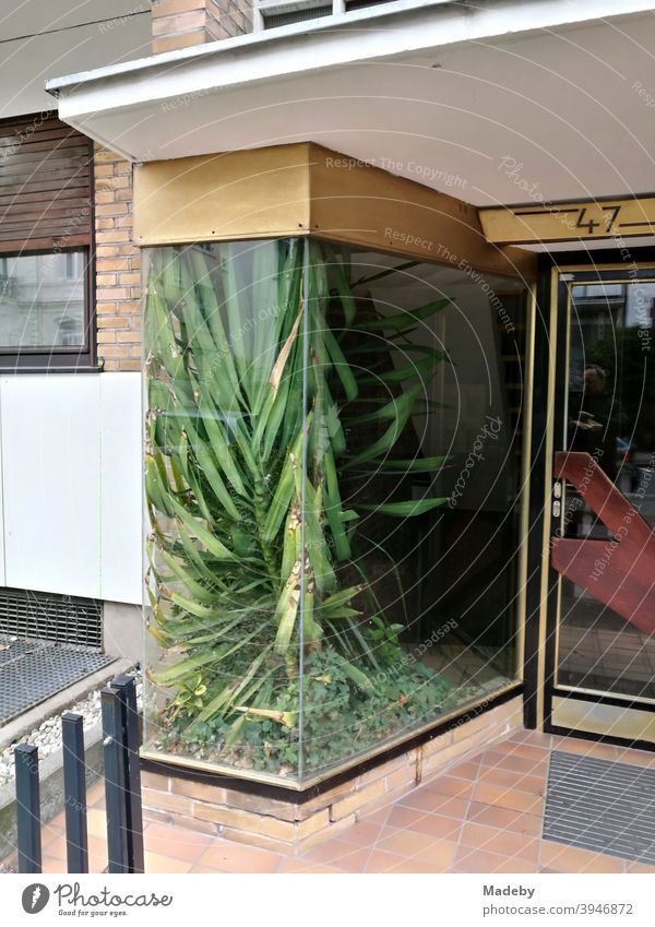 Green plant in a shop window next to a house entrance in the style of the sixties in the Westend of Frankfurt am Main in Hesse Window Shop window Glass Showcase