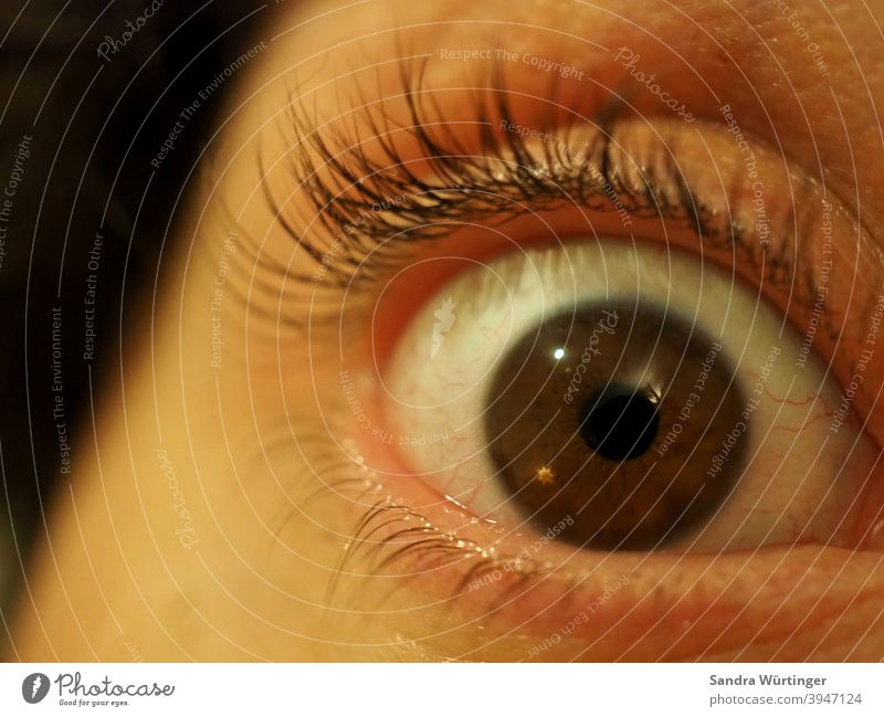 Macro shot of an eye / brown eye color / frightened look Eyes Brown Man Face Looking Human being Fear Dark Panic Eyelash Pupil Iris Macro (Extreme close-up)