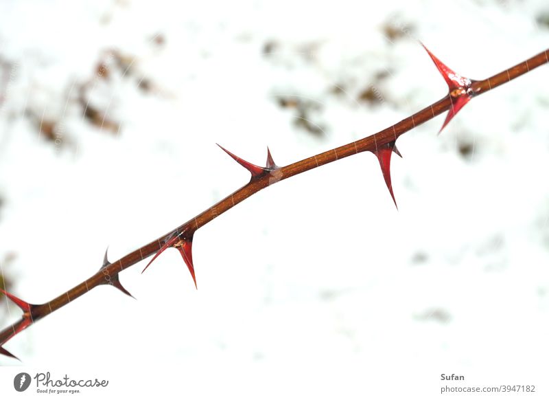 Thorn Branch Tree Robinia Twig thorns Winter Defensive Brown Snow belarus splendour Diagonal Wood peak peril Plant Exterior shot Cold Deserted Nature White Day