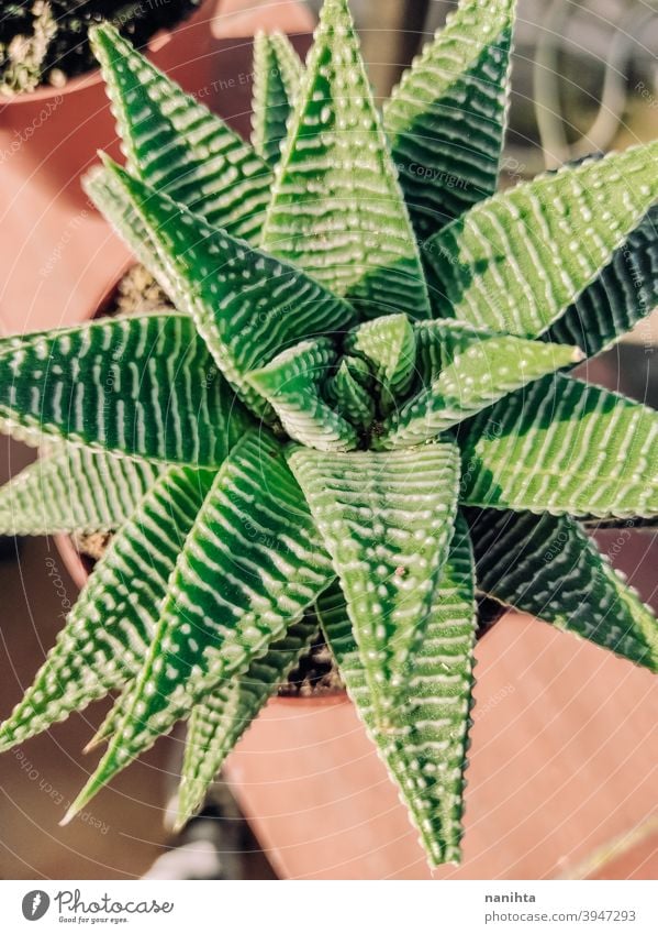 Haworthia succulent plant in a pot gardening exotic potted plant texture organic cactus crassulaceae leaves exotic plant green leaves no people nobody sun sunny