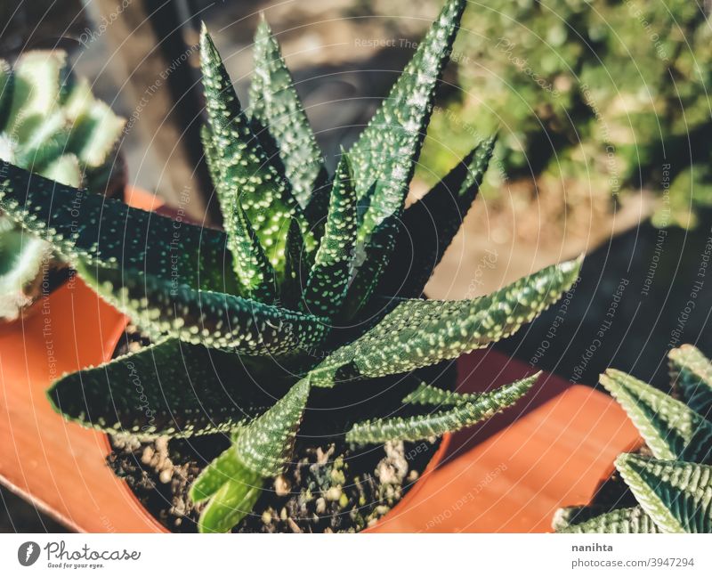 Haworthia succulent plant in a pot gardening exotic potted plant texture organic cactus crassulaceae leaves exotic plant green leaves no people nobody sun sunny