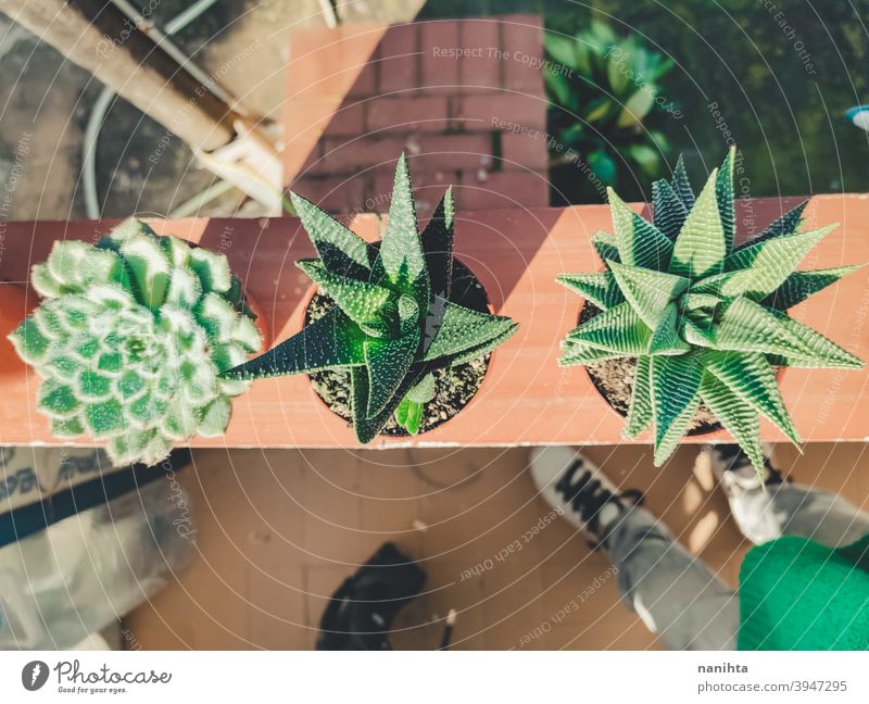 Haworthia succulent plant in a pot gardening exotic potted plant texture organic cactus crassulaceae leaves exotic plant green leaves no people nobody sun sunny