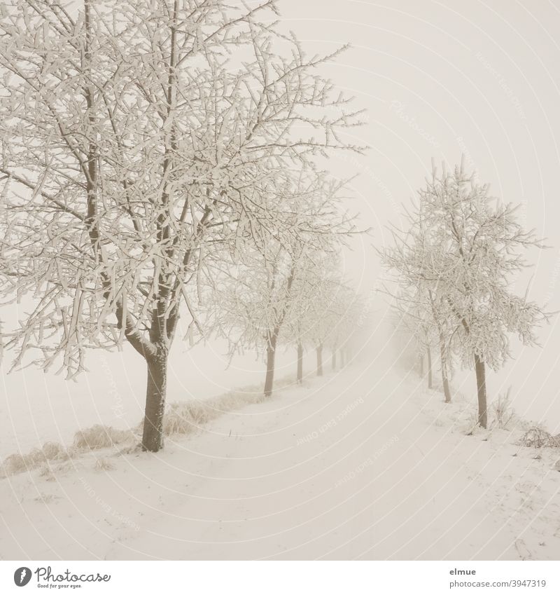 Fog lies over the snowy rural avenue / snow / country road Snow Avenue trees Cold Street Country road silent foggy Rural Direct road conditions Lanes & trails