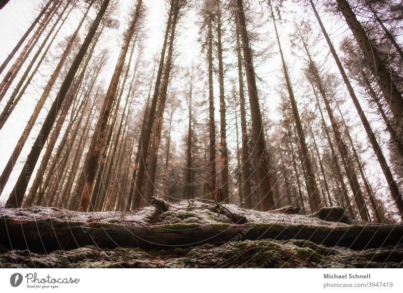 Dead trees Death Death of a tree Bark-beetle bark beetle infestation Bark beetle plague tall trees Wide angle wide-angle perspective wide-angle view upstairs