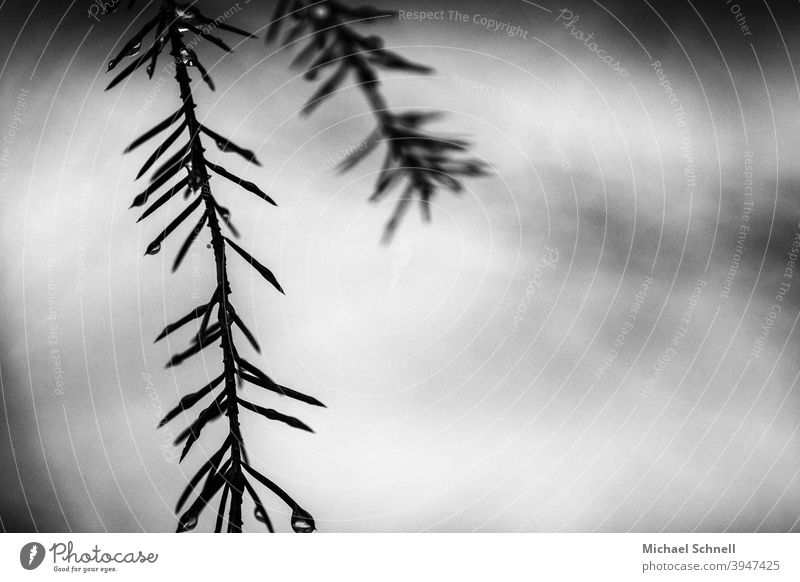 Small branch of a conifer Coniferous trees conifer branch coniferous branches Conifer leaves Black & white photo black-and-white Thorny prick