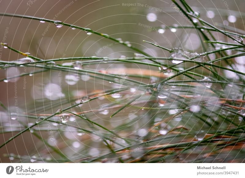 Dewdrops in the tuft of grass Drops of water Green Grass Water Macro (Extreme close-up) Plant Colour photo sparkle glittering droplet