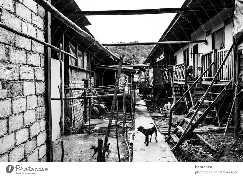 At home aborigines dwell Living or residing Pet Exterior shot Impressive Black & white photo houses Dog Wanderlust Adventure Borneo Malaya Authentic