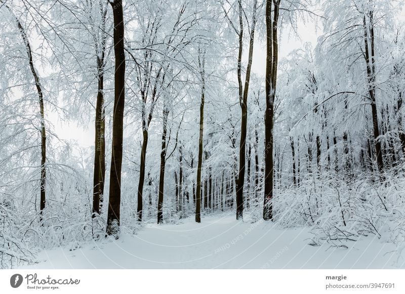 A deep snowy winter forest Winter Snow Ice Tree Landscape Frost Cold Deciduous tree Long shot Exterior shot Deserted Subdued colour Colour photo Freeze