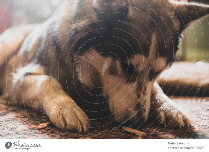 sniffing for tasty stuff predator Boy (child) pets younger carnivora house dog domestic dogs Alaskan youthful Observe Watchdog portrait photograph family dog