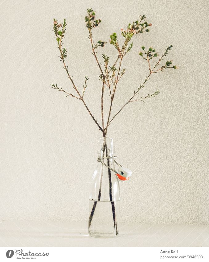 Green branches in small glass bottle on white background. Vase Glass Decoration Deserted White Interior shot Plant Nature