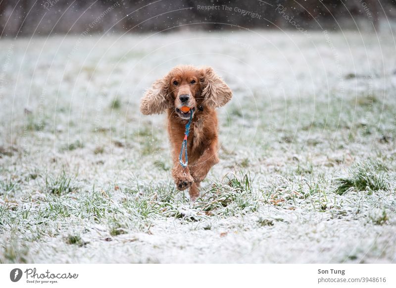 A English Cocker Spaniel dog playing in snow, Prague, Czech Republic pet english cocker spaniel weather happy enjoy ball white brown animal time prague czech