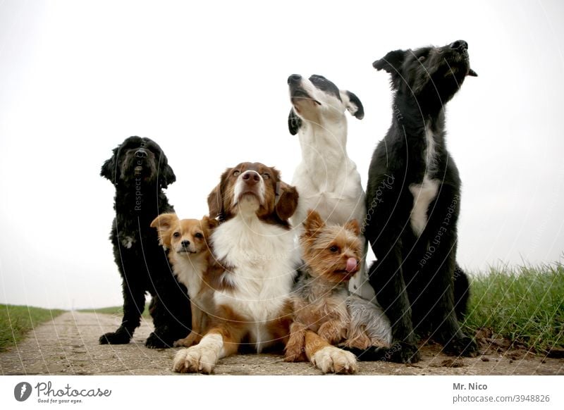 on command I Order in chaos Dog Puppydog eyes Pet Animal portrait Deserted dogs dog school Pack Dog's snout Group of animals Purebred dog Crossbreed