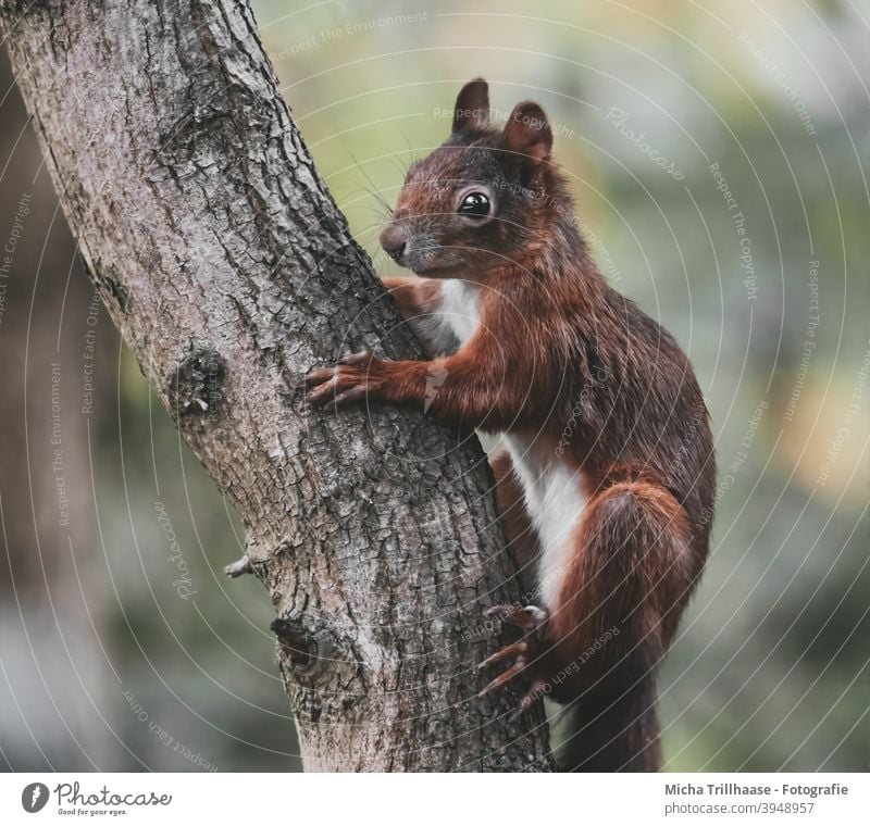 Squirrel hanging from tree trunk sciurus vulgaris Animal portrait Animal face Head eyes Ear Nose Muzzle paws Wild animal Tree Beautiful weather sunshine