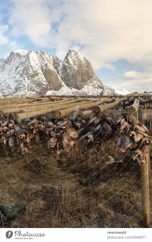 Cod heads drying in cold air. Festhaeltinden-Lilandstinden mounts-background. Sakrisoya-Reine-Lofoten-Norway. 0252 oceanfront wooden rack skrei codfish A-frame