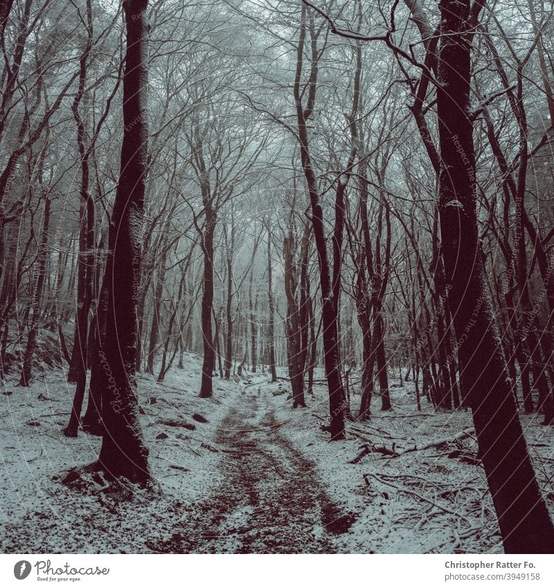 A dark winter forest in the snow Forest Nature Snow Tree Exterior shot Landscape Deserted White Ice Frost Colour photo moody Atmosphere Environment Black Calm