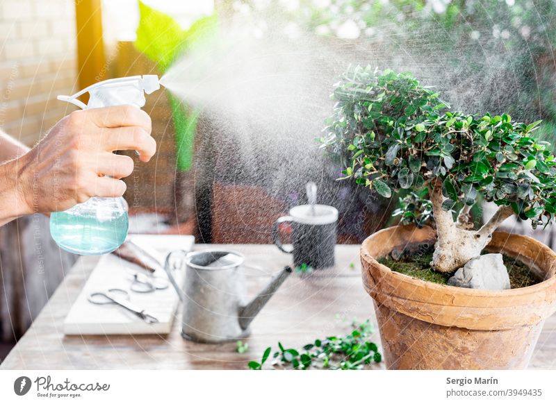 Man watering bonsai leaves. care man garden old hobby plant asian gardening senior 40s green growth organic nature cultivate gardener agriculture home spring