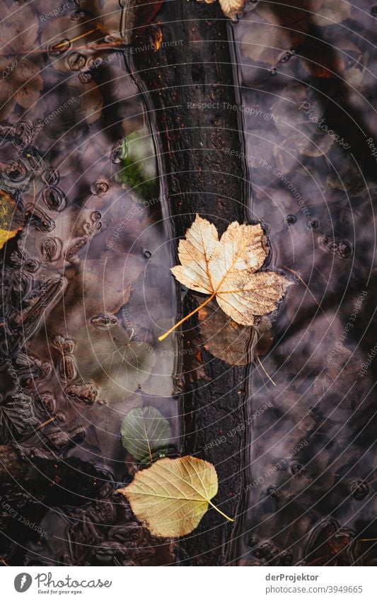 Last leaves in Schlachtensee in winter III Experiencing nature Vacation & Travel Joie de vivre (Vitality) Landscape Tourism Light Contrast Shadow Sunbeam