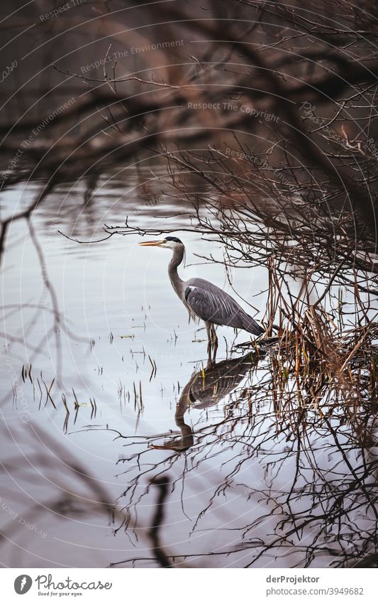 Grey heron at Schlachtensee in winter Experiencing nature Vacation & Travel Joie de vivre (Vitality) Landscape Tourism Light Contrast Shadow Sunbeam City trip