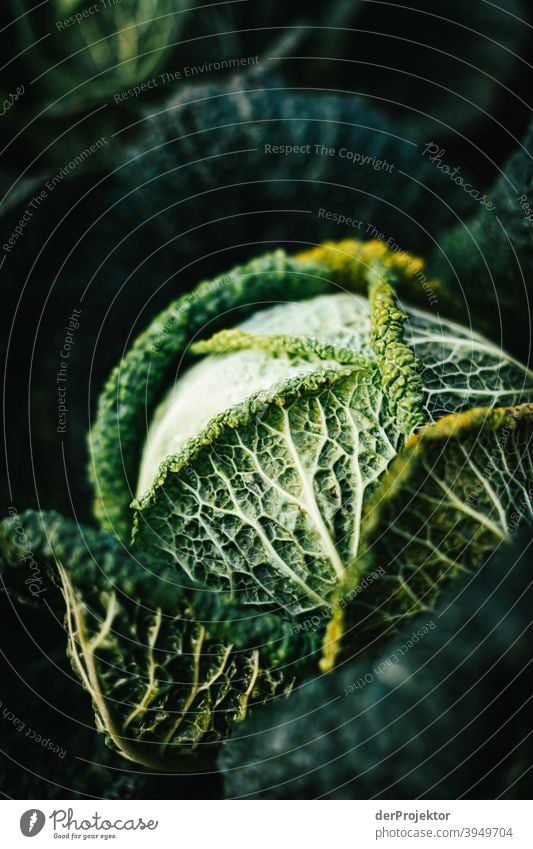 Organic cabbage in winter in the field in Brandenburg VII Central perspective Shallow depth of field Sunlight Contrast Shadow Light Day Copy Space middle