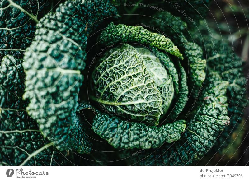 Organic cabbage in winter in the field in Brandenburg VI Central perspective Shallow depth of field Sunlight Contrast Shadow Light Day Copy Space middle