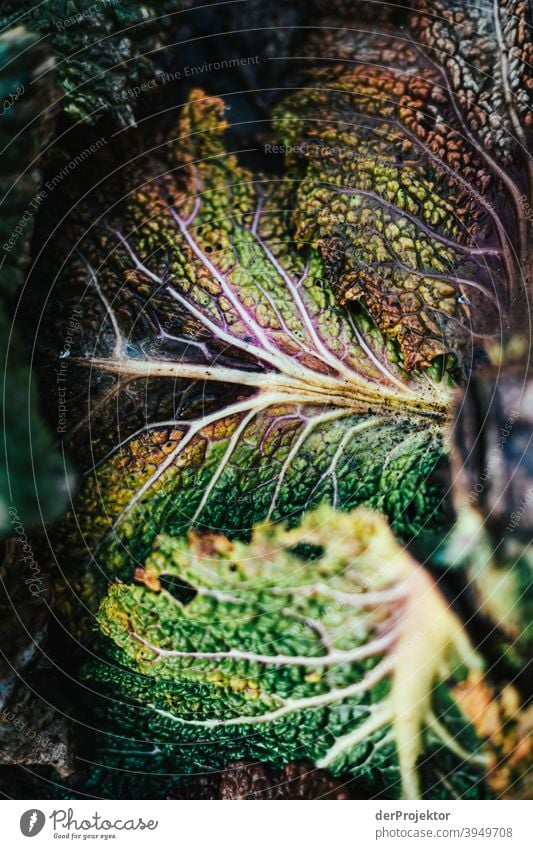 Organic cabbage in the field in Brandenburg in winter V Central perspective Shallow depth of field Sunlight Contrast Shadow Light Day Copy Space middle