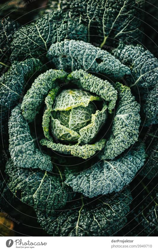 Organic cabbage in winter in the field in Brandenburg IV Central perspective Shallow depth of field Sunlight Contrast Shadow Light Day Copy Space middle