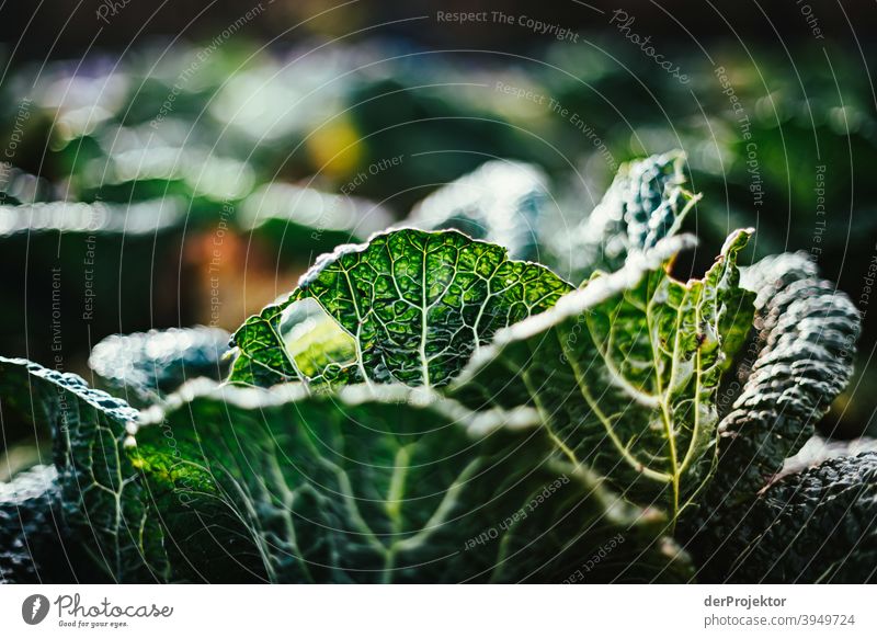 Organic cabbage in winter in the field in Brandenburg III Central perspective Shallow depth of field Sunlight Contrast Shadow Light Day Copy Space middle