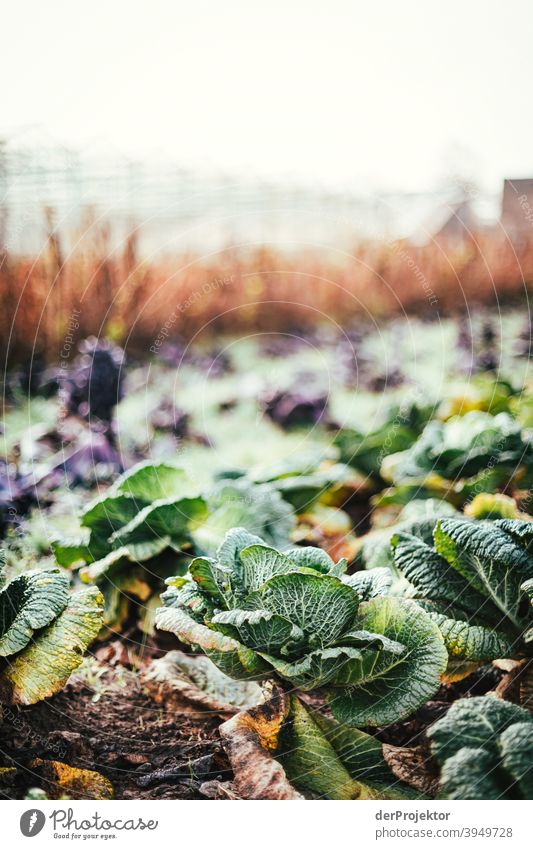 Organic cabbage in winter in the field in Brandenburg II Central perspective Shallow depth of field Sunlight Contrast Shadow Light Day Copy Space middle