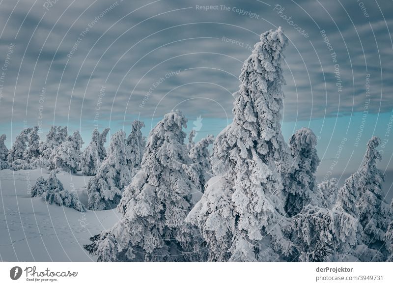 Winter forest in the Harz/Brocken IV Storm damage Bark-beetle Climate change mountain Saxony-Anhalt Adventure Tourism Trip Freedom Sightseeing Snow