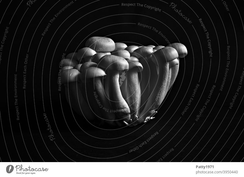 shimeji mushrooms Mushroom Shimeji Food Shadow Light Deserted Nutrition Close-up Low-key