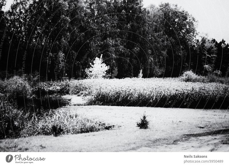 countryside in sunrise black and white reeds trees meadow Exterior shot Nature contrast morning lines Deserted Back-light Beautiful weather Environment Sunlight