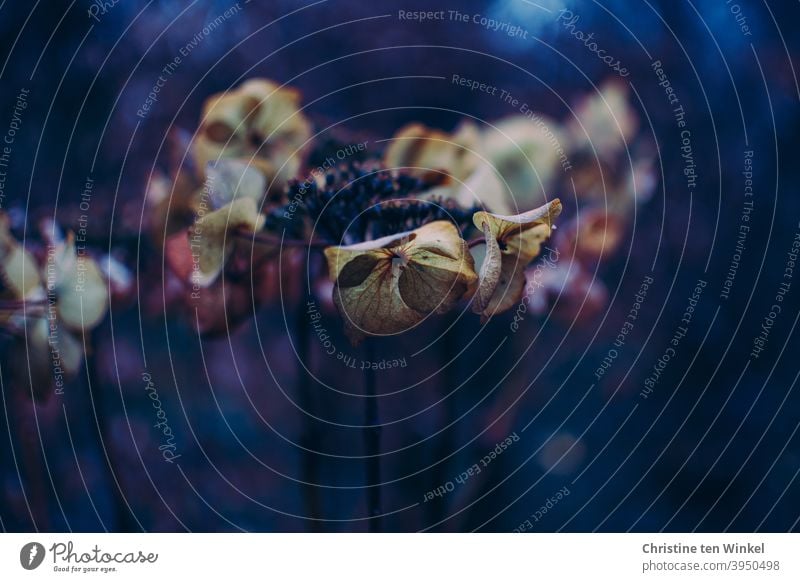 close up of withered flower of hydrangea against dark natural background Hydrangea Hydrangea blossom Shriveled Faded transient Transience Autumn Winter Nature