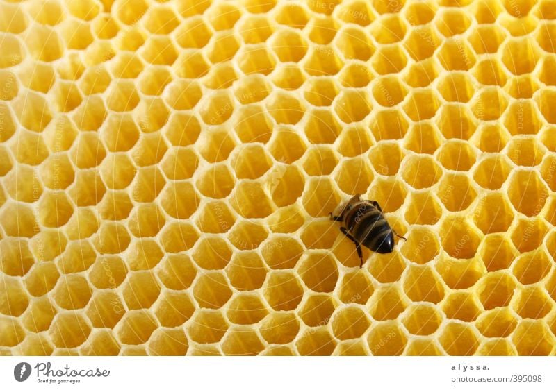 Don't put your head in the honey... Honey Summer Bee 1 Animal Honey-comb Yellow Gold Colour photo Close-up Detail Day